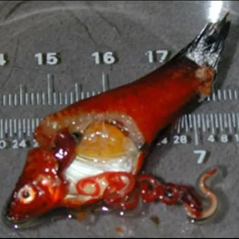 thumbnail for publication: Nematode (Roundworm) Infections in Fish